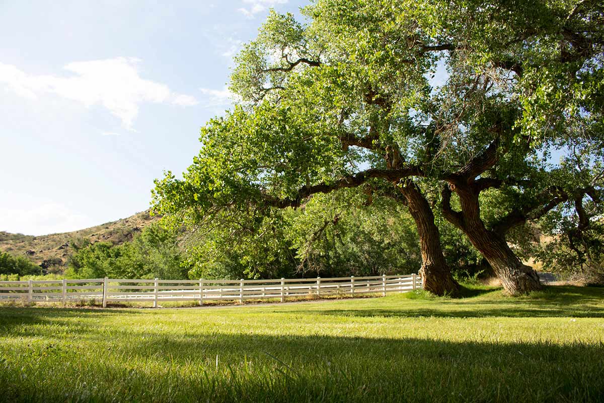 Soulegria PROMISE Model